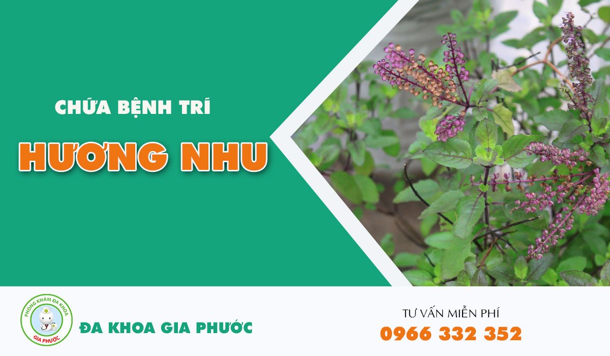 Bài thuốc dân gian chữa bệnh trĩ ngoại 8 Chữa bệnh trĩ ngoại với cây hương nhu