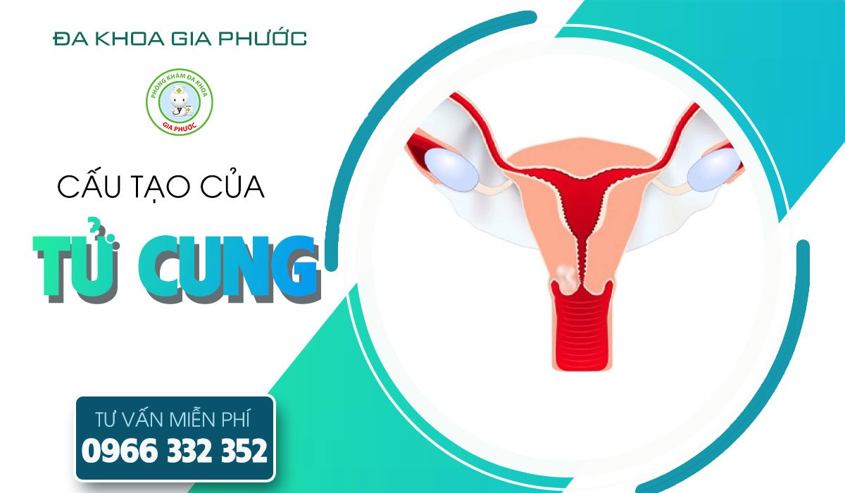 Cấu tạo của tử cung