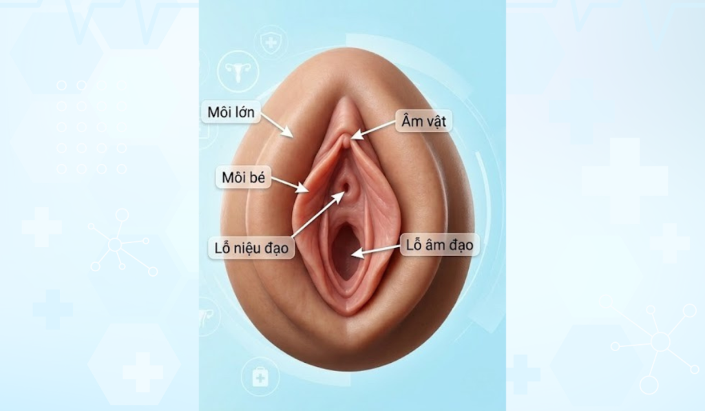 Môi Cô Bé Như Thế Nào Là Đẹp? Tổng Hợp Hình Ảnh Và Tiêu Chuẩn Y Khoa 3 Hình ảnh môi bé và môi lớn