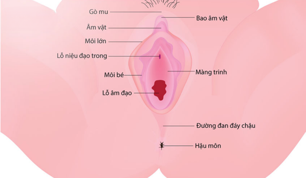 Màng trinh có sờ được không và nằm ở đâu?