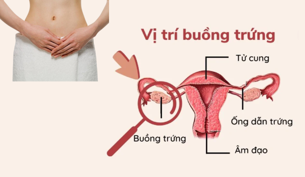 giải phẫu buồng trứng