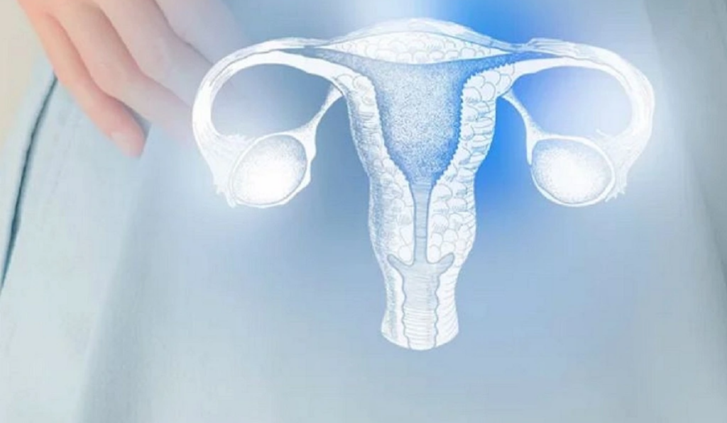 giải phẫu tử cung