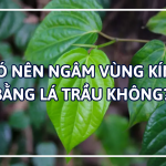 Có nên ngâm vùng kín bằng lá trầu không