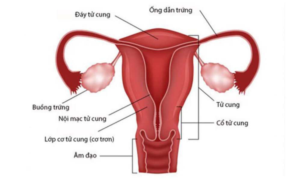 giải phẫu buồng trứng