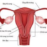 giải phẫu buồng trứng