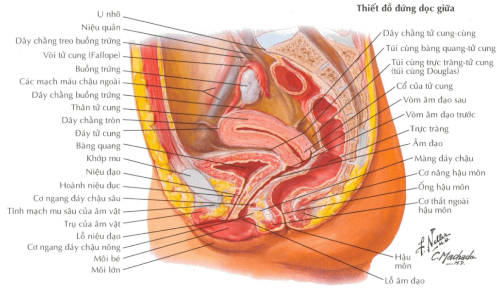 giải phẫu tử cung