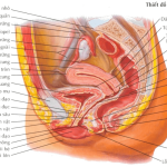 giải phẫu tử cung