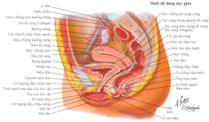 giải phẫu tử cung
