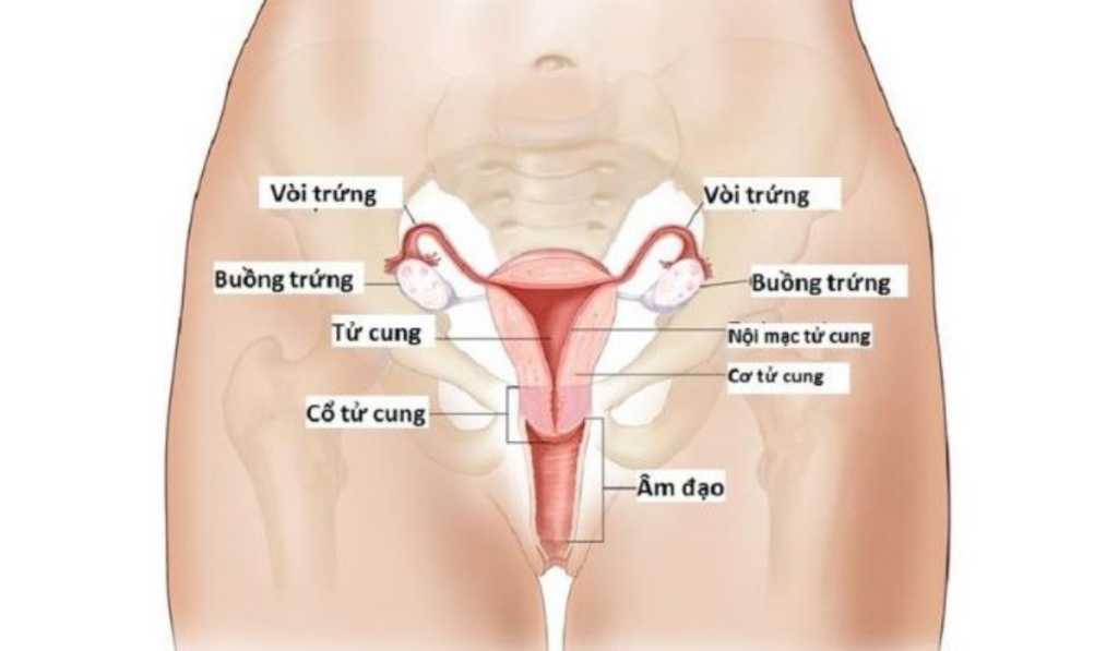 giải phẫu tử cung