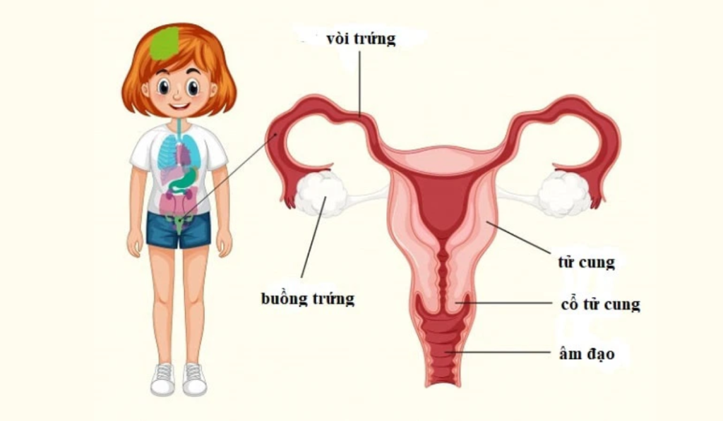 giải phẫu buồng trứng