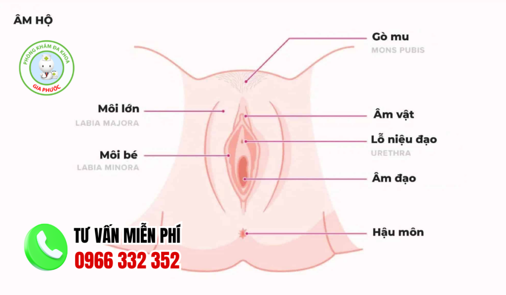 Cấu tạo hình ảnh âm đạo