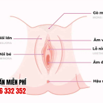 Cấu tạo hình ảnh âm đạo