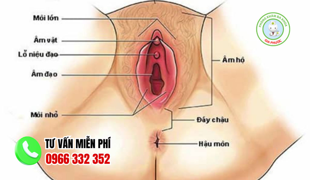 Cấu tạo hình ảnh âm đạo