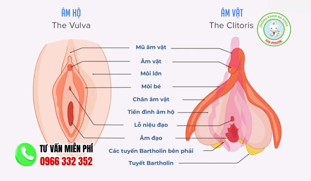 Cấu tạo hình ảnh âm đạo