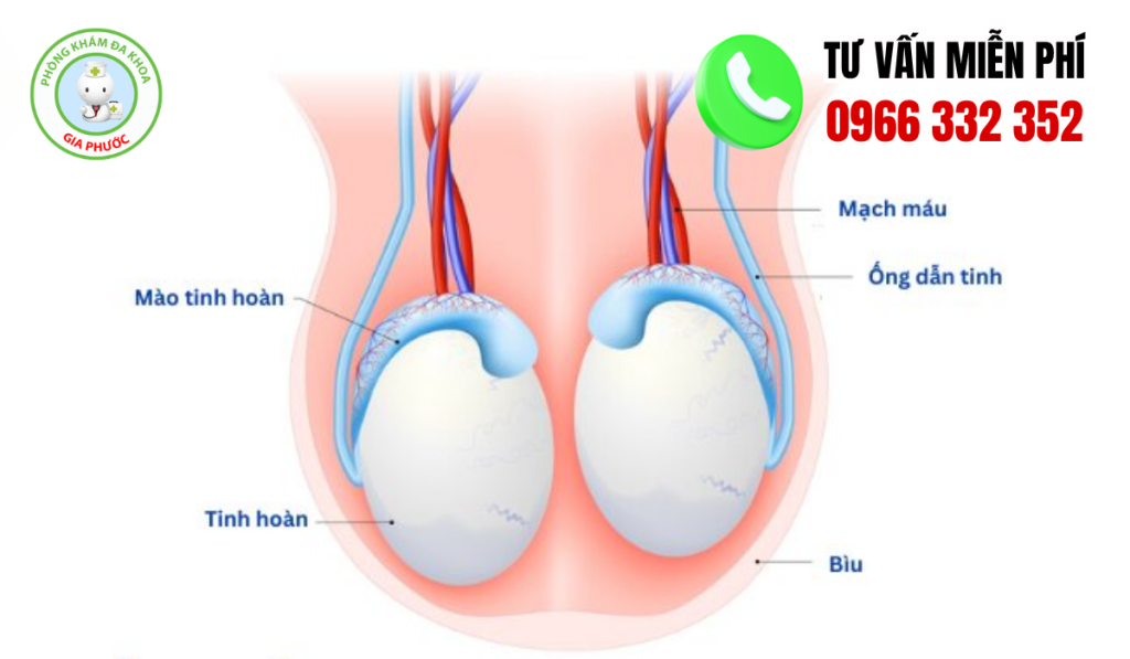 30 Hình Ảnh Bìu Bình Thường Và Bất Thường Ở Nam Giới 1 hình ảnh bìu bình thường