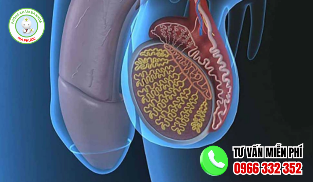 30 Hình Ảnh Bìu Bình Thường Và Bất Thường Ở Nam Giới 3 Hình ảnh bìu bình thường