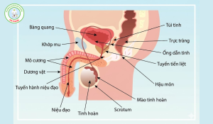 hình ảnh cấu tạo bộ phận sinh dục nam
