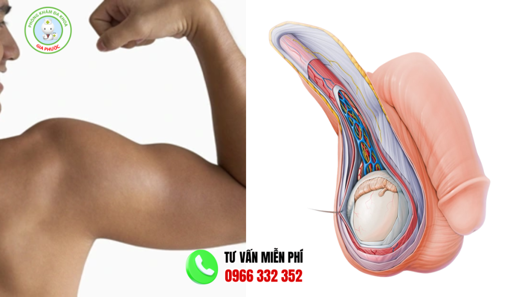 Hình Ảnh Cấu Tạo Bộ Phận Sinh Dục Nam 3D Chi Tiết 2 hình ảnh dương vật nam giới