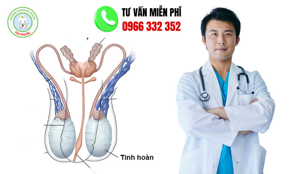 Hình ảnh tinh hoàn bình thường