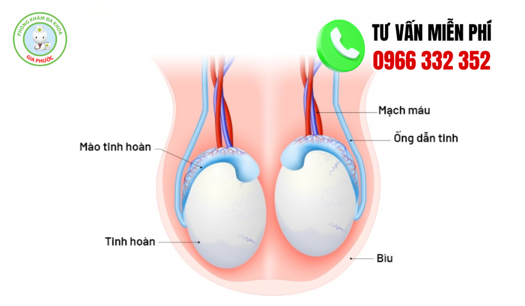 hình ảnh tinh hoàn bình thường