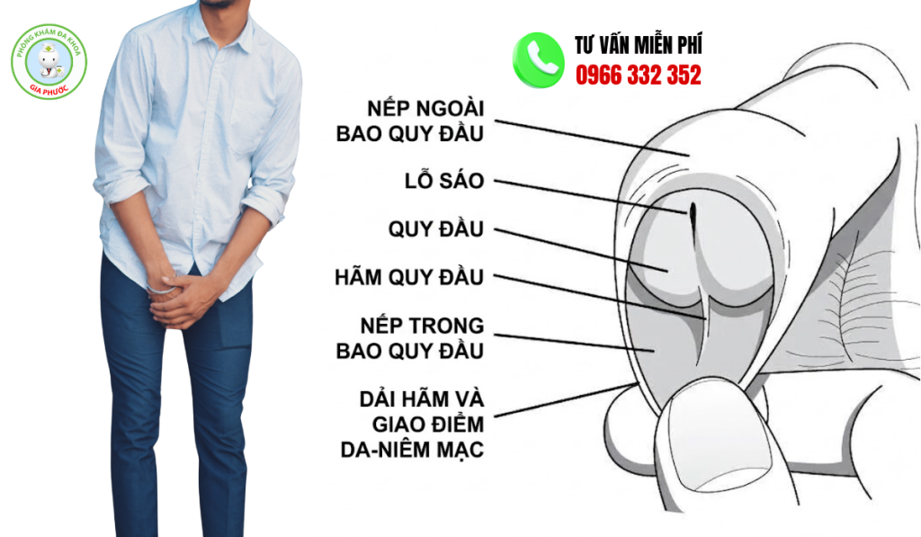 Hình Ảnh Bao Quy Đầu Bình Thường Ở Người Lớn Trực Quan 2 Hình ảnh bao quy đầu bình thường ở người lớn