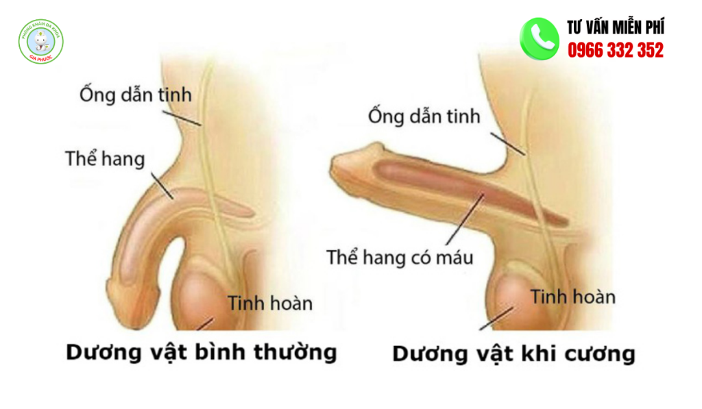 Hình Ảnh Bao Quy Đầu Bình Thường Ở Người Lớn Trực Quan 3 Hình ảnh bao quy đầu bình thường ở người lớn