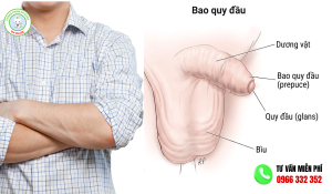 Hình ảnh bao quy đầu bình thường ở người lớn