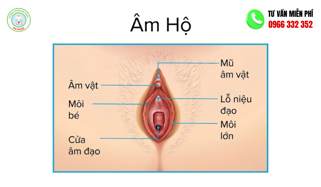 Cấu tạo của hột le