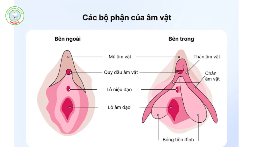 Hột le nằm ở đâu