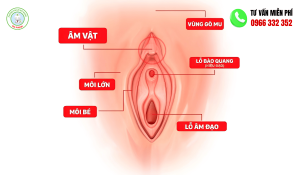 Hột le là gì? Nằm ở đâu? Cấu tạo và chức năng