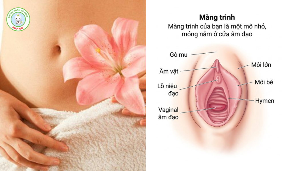 Màng Trinh Là Gì? Màng Trinh Nằm Ở Đâu? Cách Nhận Biết Còn Và Mất Trinh 2 mang trinh la gi cau tao mang trinh