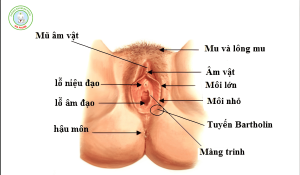Tuyến bartholin nằm ở đâu