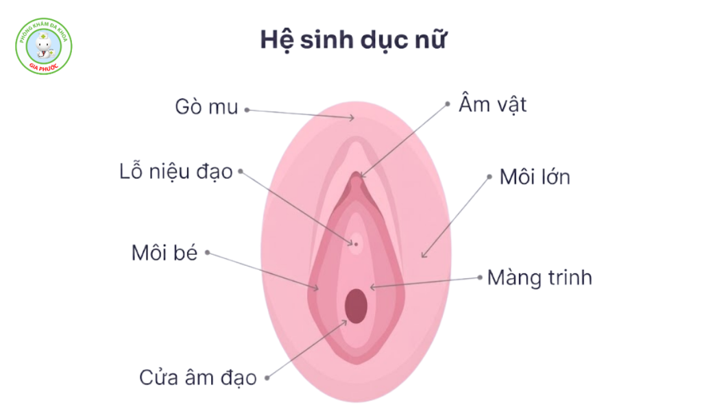 Màng Trinh Là Gì? Màng Trinh Nằm Ở Đâu? Cách Nhận Biết Còn Và Mất Trinh 3 vi tri mang trinh nam o dau