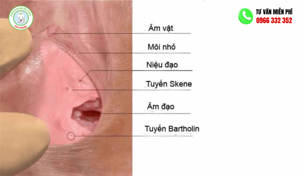 Tuyến Bartholin Nằm Ở Đâu? Cấu Tạo Và Chức Năng 2 Tuyến bartholin nằm ở đâu