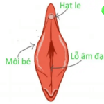 Mồng đốc là gì