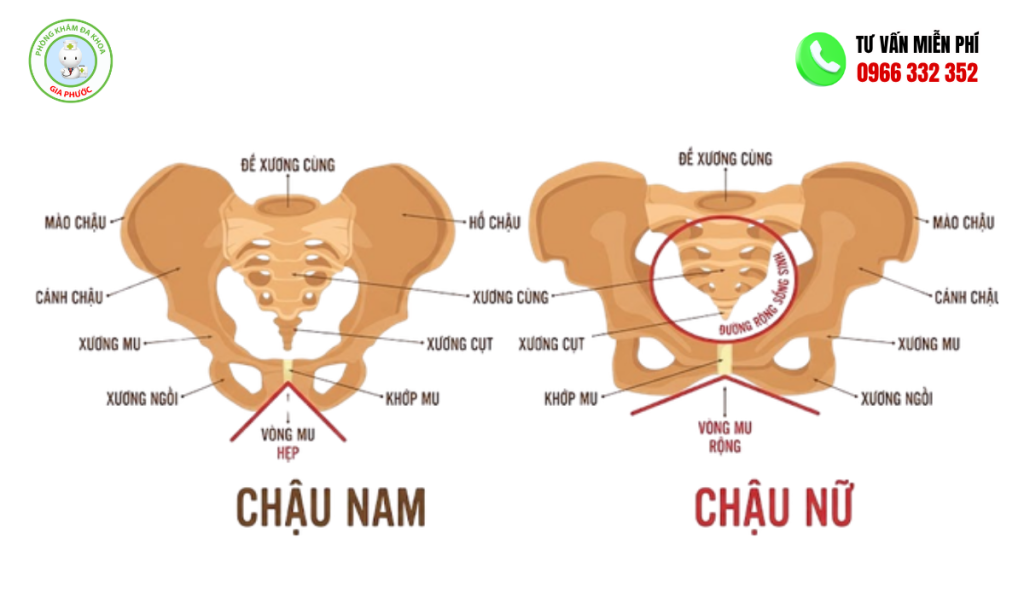 vùng chậu là vùng nào