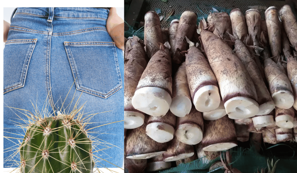Bệnh Trĩ Có Ăn Được Măng Không