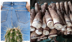 Bệnh Trĩ Có Ăn Được Măng Không