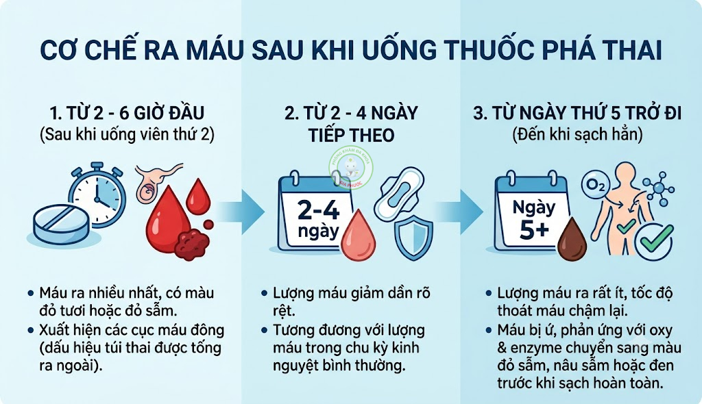 Cơ chế ra máu sau khi uống thuốc phá thai