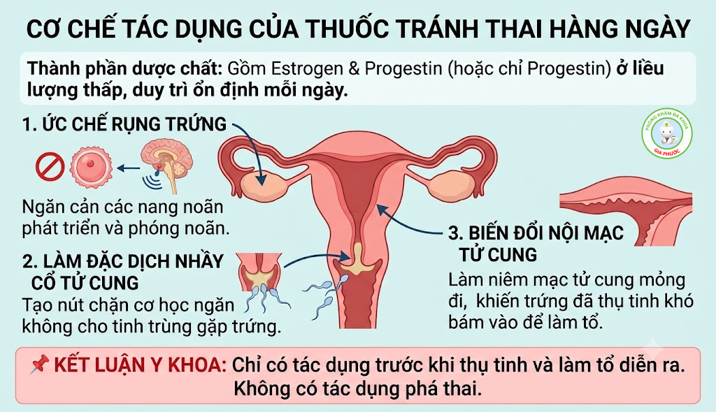 Cơ chế tác động của thuốc tránh thai hàng ngày