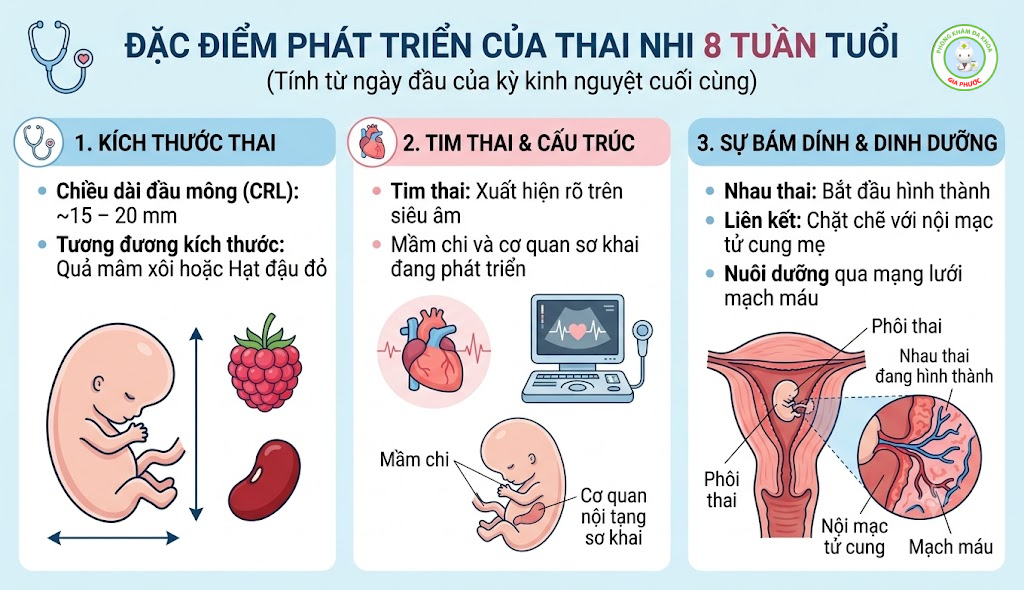 Đặc điểm phát triển của thai nhi 8 tuần tuổi