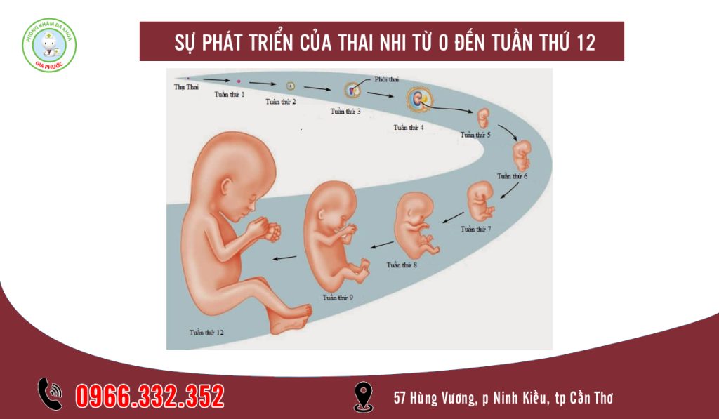 Sự phát triển của thai nhi ở mốc 3 tháng tuổi